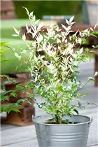 Nandina domestica 'Twilight' - Heiliger Bambus 'Twilight' Nandina domestica 'Twilight' - Heiliger Bambus 'Twilight'