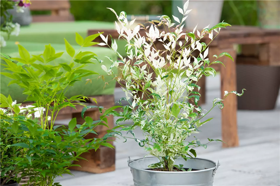 Heiliger Bambus 'Twilight', Nandina domestica 'Twilight'