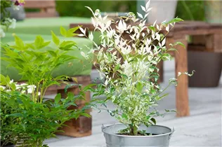 Nandina domestica 'Twilight' - Heiliger Bambus 'Twilight' Nandina domestica 'Twilight' - Heiliger Bambus 'Twilight'