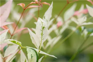 Nandina domestica 'Twilight' - Heiliger Bambus 'Twilight' Nandina domestica 'Twilight' - Heiliger Bambus 'Twilight'