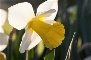 Narcissus 'Akita' - Narzisse 'Akita'