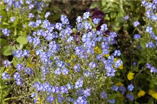 Myosotis sylvatica 'Compindi'® - Wald-Vergissmeinnicht 'Compindi'®