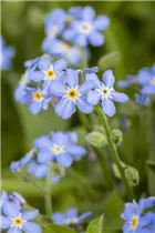 Myosotis sylvatica 'Mon Amie Blue' - Vergissmeinnicht 'Mon Amie Blue' Myosotis sylvatica 'Mon Amie Blue' - Vergissmeinnicht 'Mon Amie Blue'