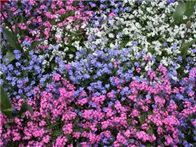 Myosotis sylvatica 'Rosylva' - Wald-Vergissmeinnicht 'Rosylva' Myosotis sylvatica 'Rosylva' - Wald-Vergissmeinnicht 'Rosylva'