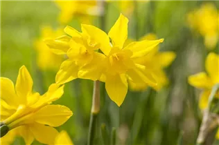 Narcissus 'Campernelli' - Zwergnarzisse 'Campernelli'