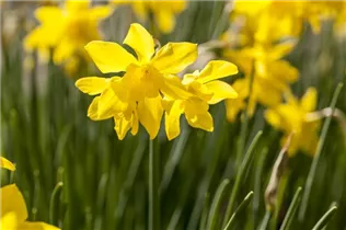 Narcissus, botanisch - Narzisse 'Botanische Mischung'