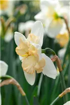 Narcissus 'Changing Colors' - Narzisse 'Changing Colors'
