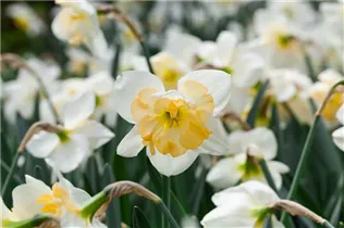 Narcissus 'Changing Colors' - Narzisse 'Changing Colors'