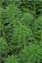 Myriophyllum aquaticum - Brasilianisches Tausendblatt Myriophyllum aquaticum - Brasilianisches Tausendblatt
