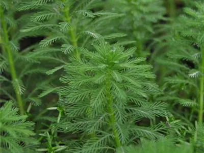 Myriophyllum aquaticum - Brasilianisches Tausendblatt Myriophyllum aquaticum - Brasilianisches Tausendblatt