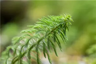 Myriophyllum aquaticum - Brasilianisches Tausendblatt Myriophyllum aquaticum - Brasilianisches Tausendblatt