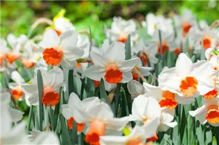 Narcissus cyclamineus - Alpenveilchen-Narzisse Narcissus cyclamineus - Alpenveilchen-Narzisse