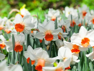 Narcissus cyclamineus - Alpenveilchen-Narzisse Narcissus cyclamineus - Alpenveilchen-Narzisse