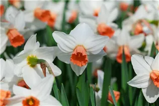 Narcissus cyclamineus - Alpenveilchen-Narzisse Narcissus cyclamineus - Alpenveilchen-Narzisse