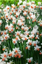 Narcissus cyclamineus - Alpenveilchen-Narzisse Narcissus cyclamineus - Alpenveilchen-Narzisse