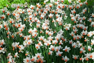 Narcissus cyclamineus - Alpenveilchen-Narzisse Narcissus cyclamineus - Alpenveilchen-Narzisse