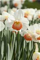Narcissus 'Sophie Girl' - Narzisse