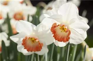 Narcissus 'Sophie Girl' - Narzisse