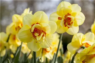 Narcissus Split Corona - Schmetterlings-Narzisse