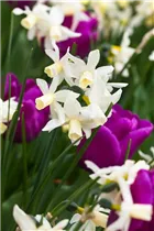 Narcissus cyclamineus 'Toto' - Cyclamineus-Narzisse 'Toto'