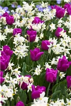 Narcissus cyclamineus 'Toto' - Cyclamineus-Narzisse 'Toto'