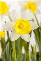 Narcissus tazetta - Tazetten-Narzisse Narcissus tazetta - Tazetten-Narzisse