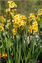 Narcissus tazetta - Tazetten-Narzisse Narcissus tazetta - Tazetten-Narzisse