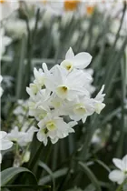 Narcissus tazetta 'Ziva' - Tazetten-Narzisse 'Ziva'
