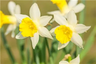 Narcissus 'Topolino' - Trompeten-Narzisse 'Topolino'