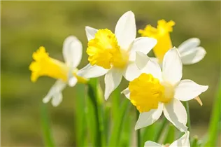 Narcissus 'Topolino' - Trompeten-Narzisse 'Topolino'