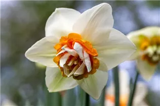 Narcissus 'Extravaganza' - Narzisse 'Extravaganza'