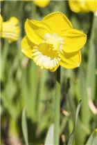 Narcissus Trumpet - Trompeten-Narzisse