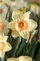 Narcissus Trumpet - Trompeten-Narzisse