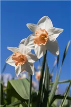 Narcissus Trumpet - Trompeten-Narzisse