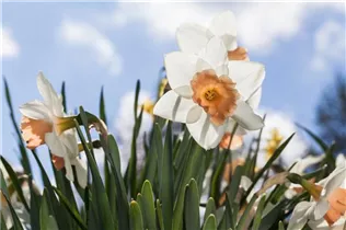 Narcissus Trumpet - Trompeten-Narzisse