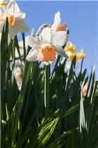 Narcissus Trumpet - Trompeten-Narzisse