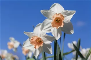 Narcissus Trumpet - Trompeten-Narzisse