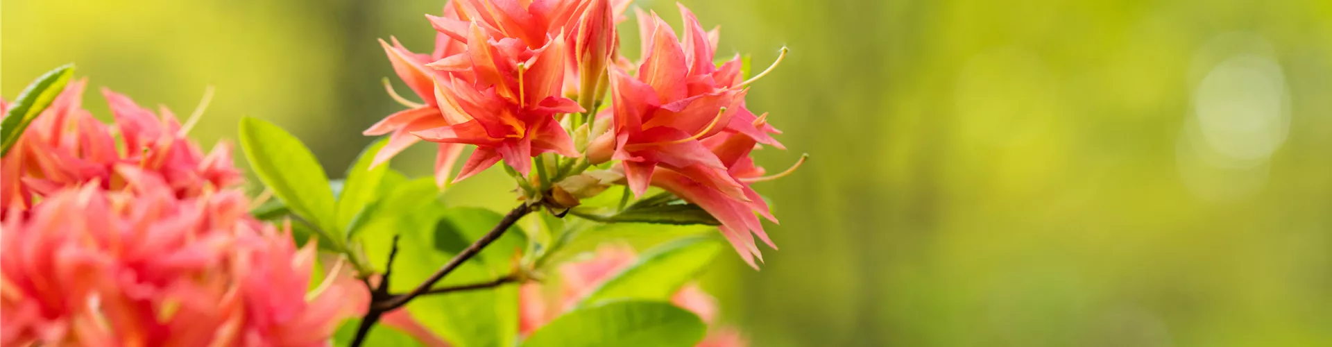 Rhododendron molle Rhododendron molle