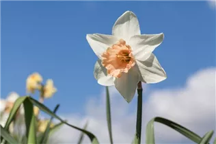 Narcissus Trumpet - Trompeten-Narzisse