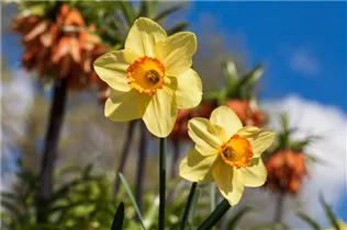 Narcissus Trumpet - Trompeten-Narzisse