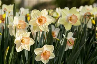 Narcissus 'Gentle Giant' - Narzisse 'Gentle Giant'