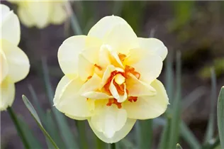 Narcissus 'Yellow Cheerfulness' - Narzisse 'Yellow Cheerfulness'