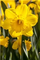 Narcissus 'Primeur' - Trompeten-Narzisse 'Primeur'