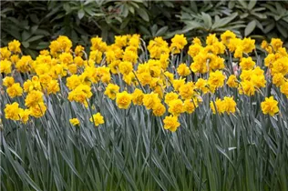 Narcissus 'Haemoor' - Narzisse 'Haemoor'