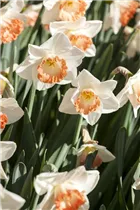 Narcissus Large Cupped - Narcissus Large Cupped