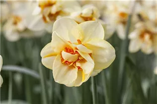 Narcissus 'Jersey Torch' - Narzisse 'Jersey Torch'