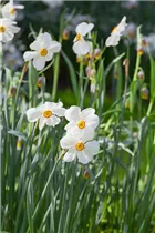 Narcissus poeticus 'Actaea' - Garten-Dichter-Narzisse 'Actaea' Narcissus poeticus 'Actaea' - Garten-Dichter-Narzisse 'Actaea'