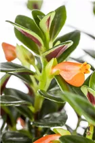 Nematanthus gregarius - Goldfischpflanze Nematanthus gregarius - Goldfischpflanze