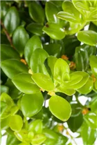 Nematanthus gregarius - Goldfischpflanze Nematanthus gregarius - Goldfischpflanze