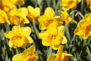 Narcissus Large Cupped - Narcissus Large Cupped